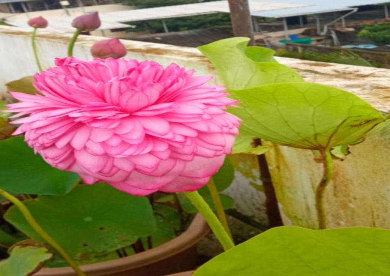 Raelyn'S Homestay Kochi Εξωτερικό φωτογραφία